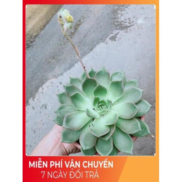 Sen Đá Size Đại