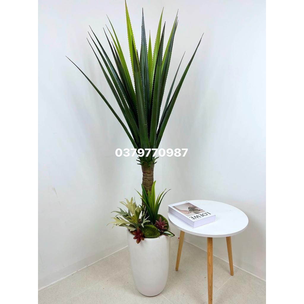 Cây Xương rồng lá kiếm - độ cao 160cm, hàng loại 1, ảnh thật