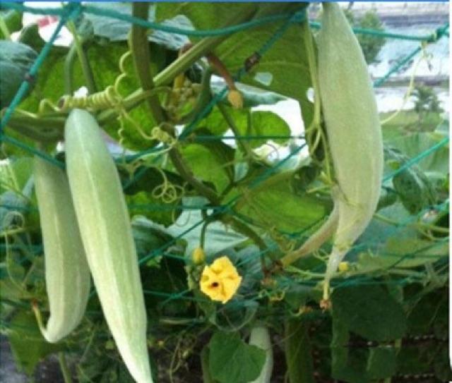 Hạt Giống Khổ Qua Tây, Khổ Qua Trắng, Lặc Lầy