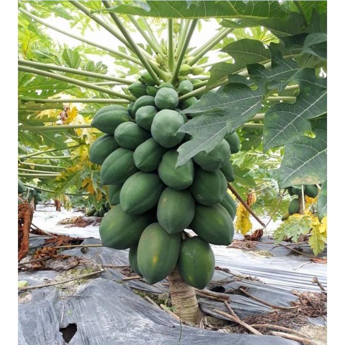 Combo 5 gói Hạt giống đu đủ da xanh lùn siêu trái - Gói 10 hạt-tặng kèm gói phân bón lót