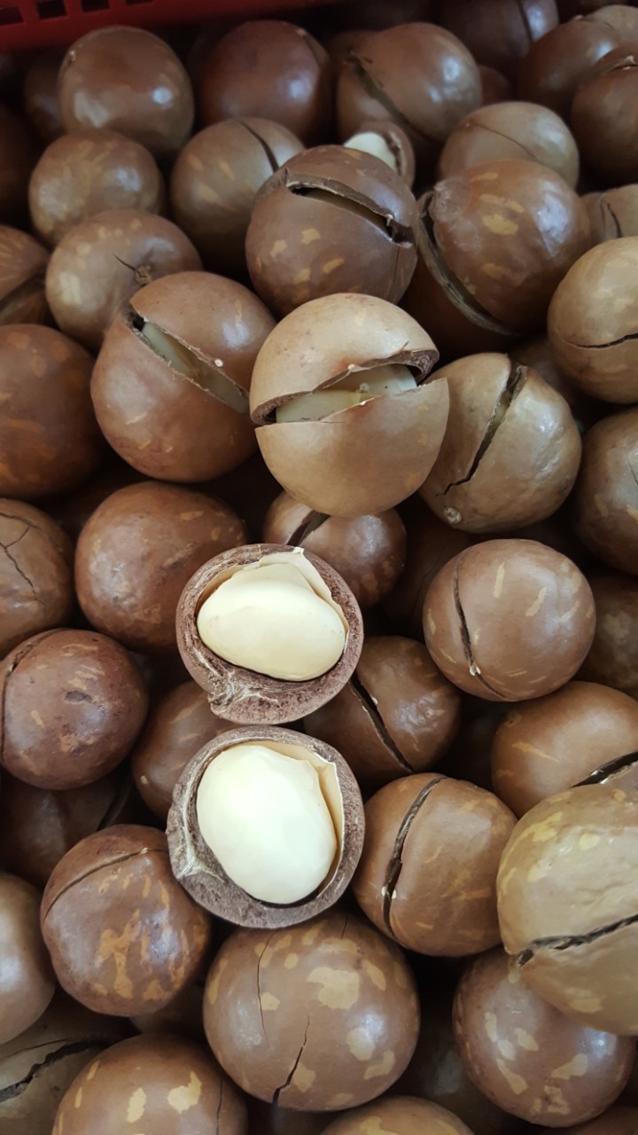 Hạt Mắc ca (Macadamia) 500g - Úc