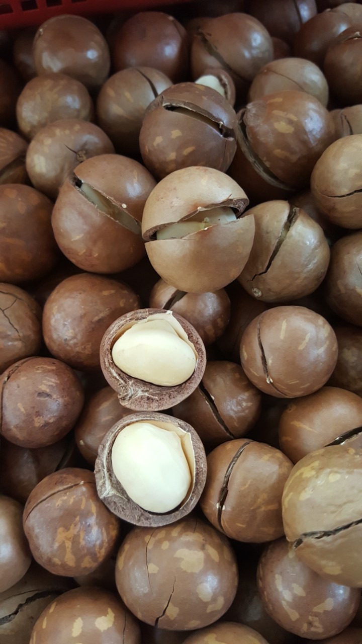 Hạt Mắc ca 500g - Úc