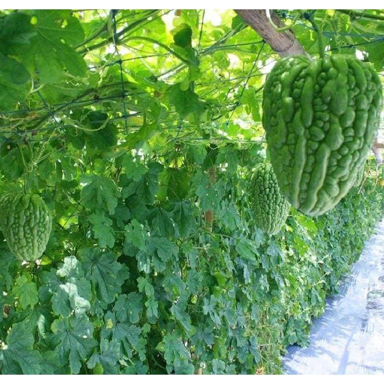 Hạt giống khổ qua trái tim F1 CT25 - Gói 5 hạt