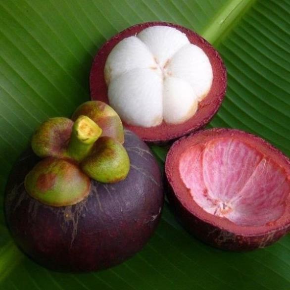 Cây măng cụt