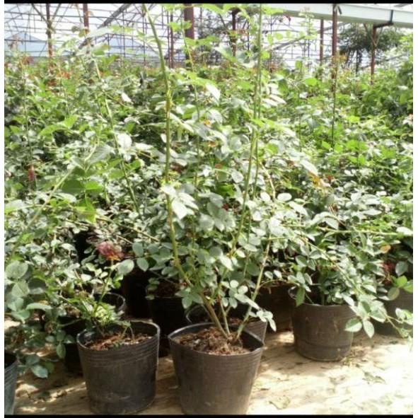 Com bo 10 cây hoa hồng leo các màu