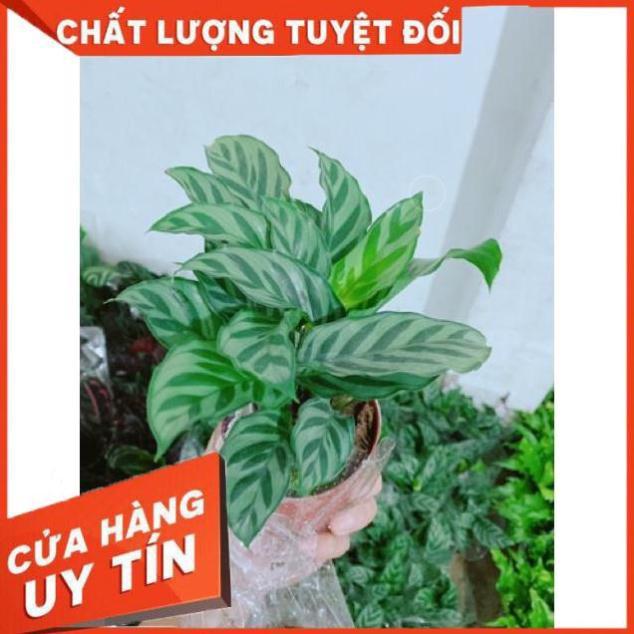 Chậu đuôi công xanh lá nhỏ