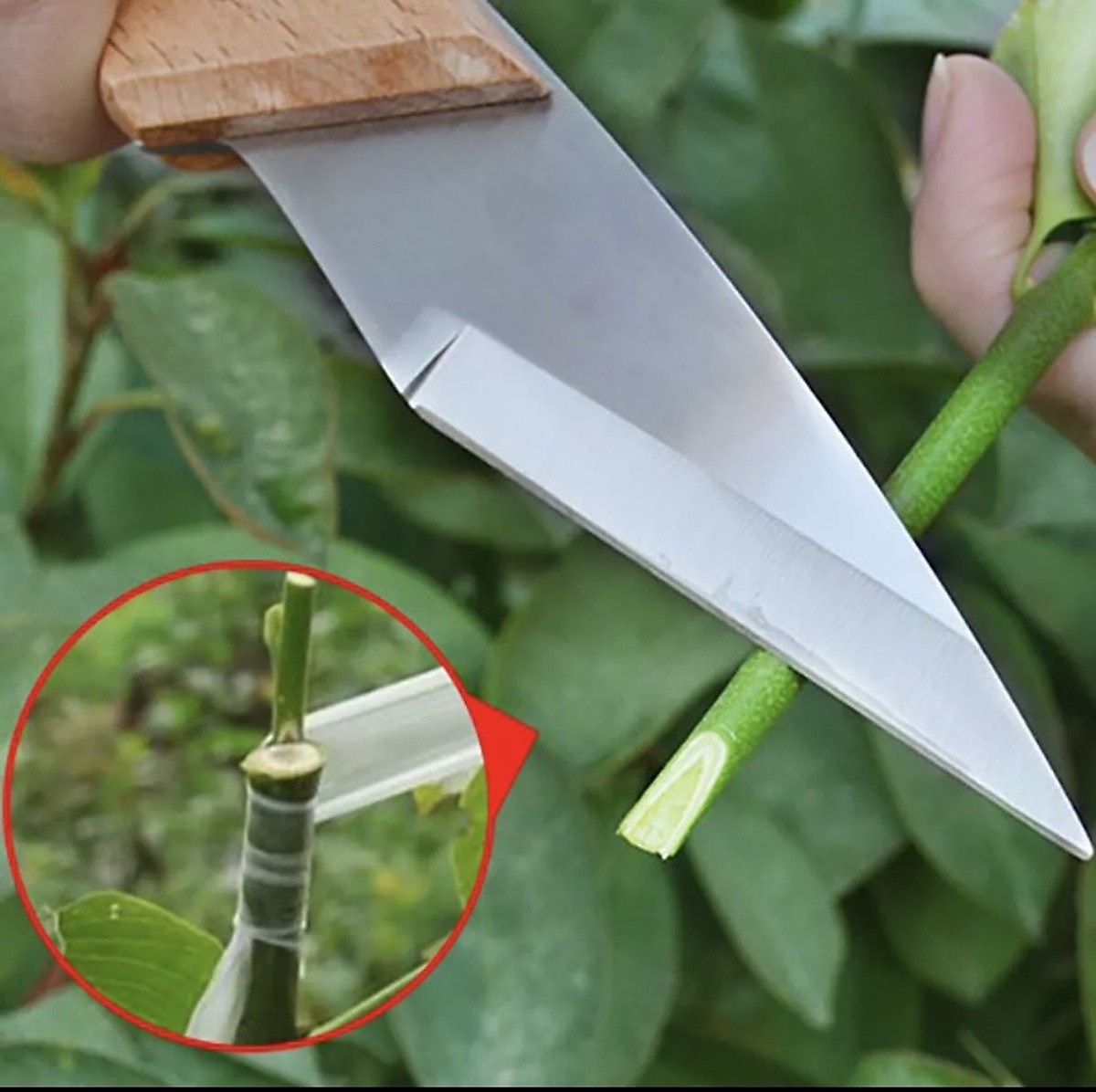 Dao chiết cành cán gỗ