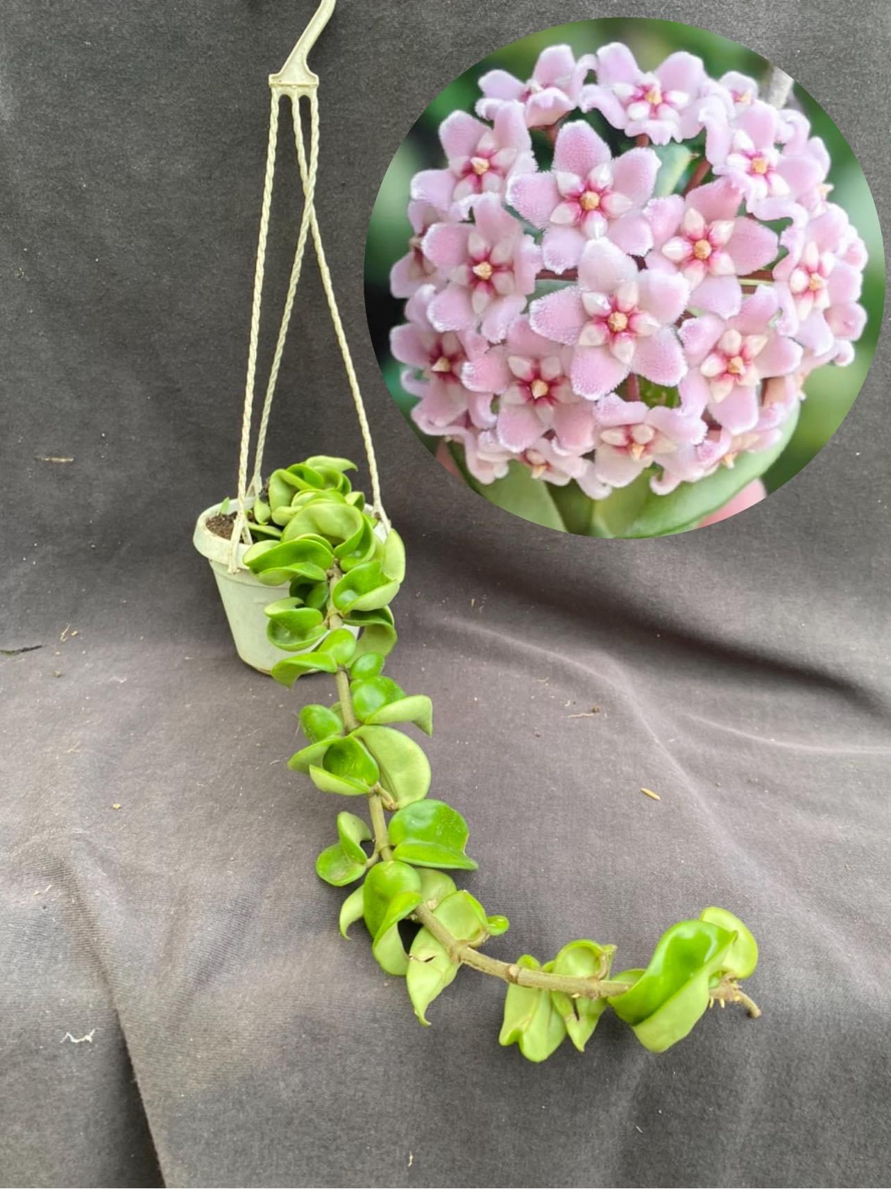 Chậu hoa Cẩm cù compacta la xoắn kích thước 20-35cm thân rủ