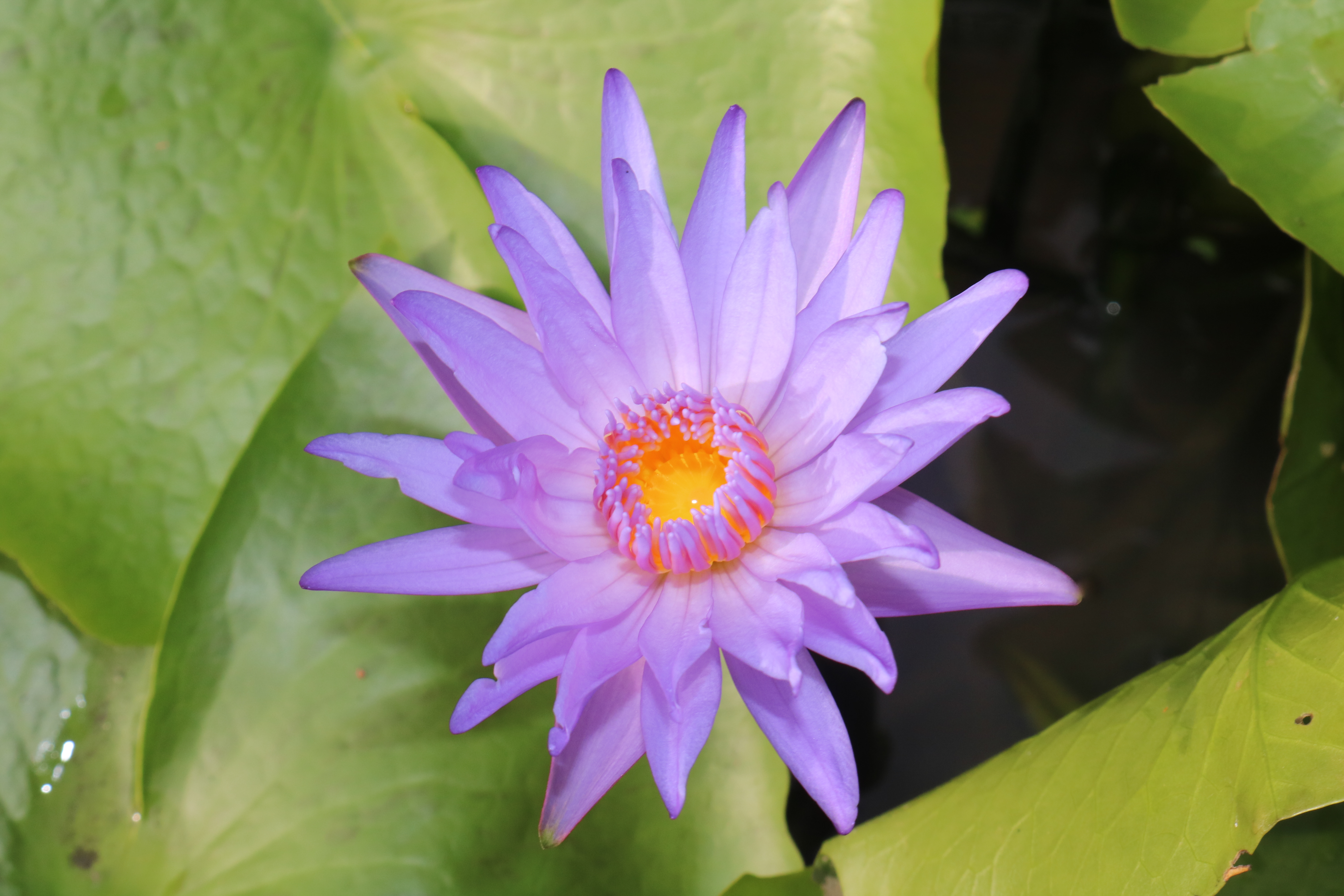 Chậu cây water lily hoa màu tím hoa cà