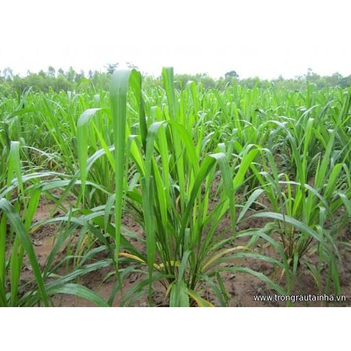 Gói 1KG hạt giống Cỏ Chịu Ngập Ubon Paspalum