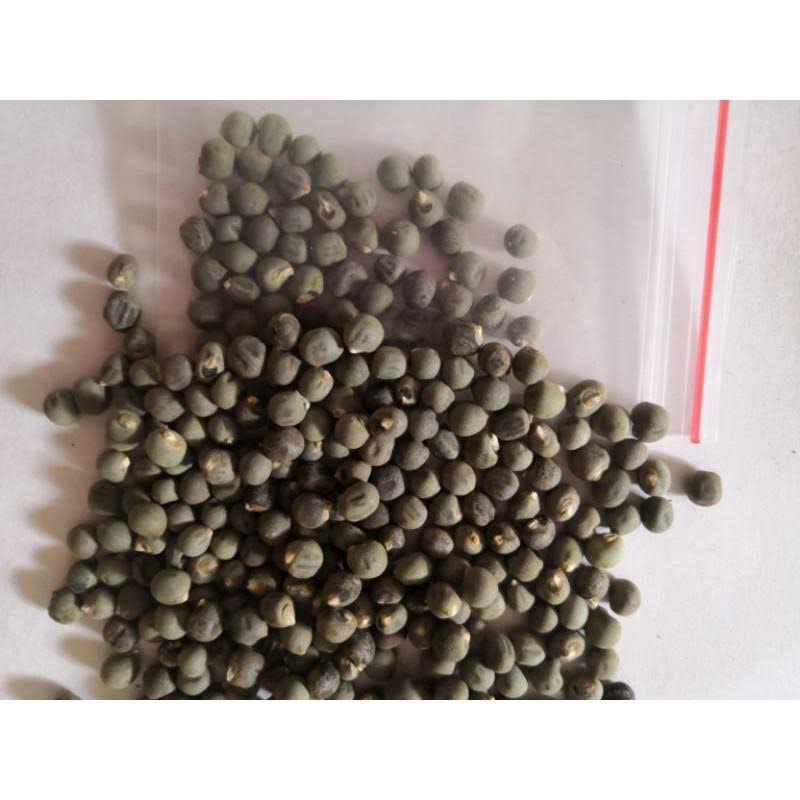Hạt giống đậu bắp lùn