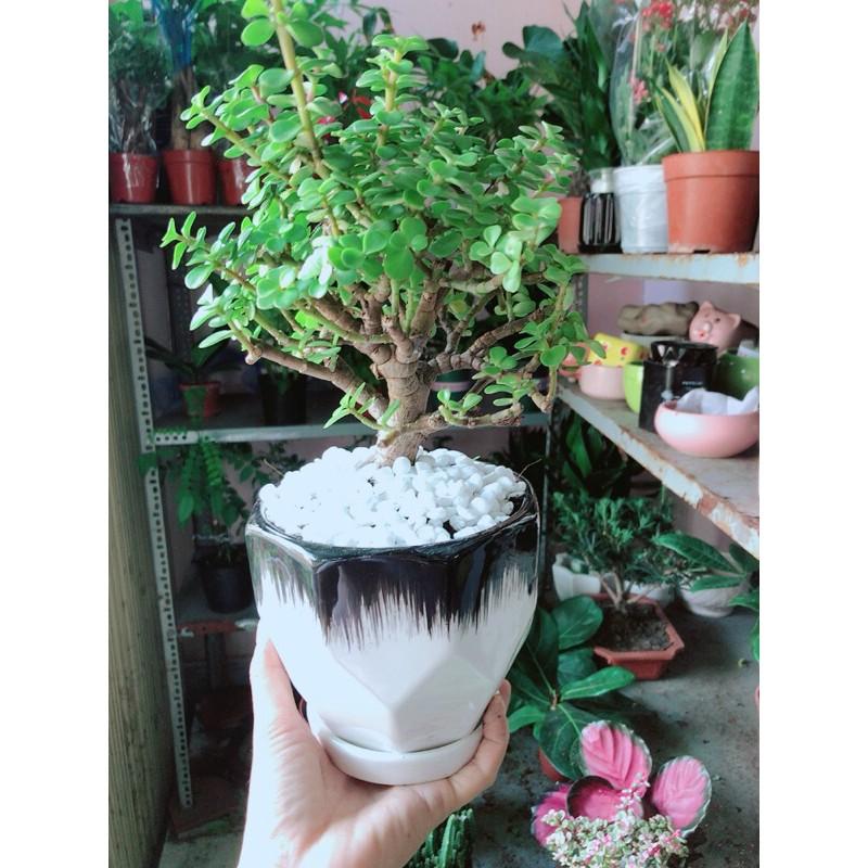 Chậu Cây Cành Vàng Lá Ngọc