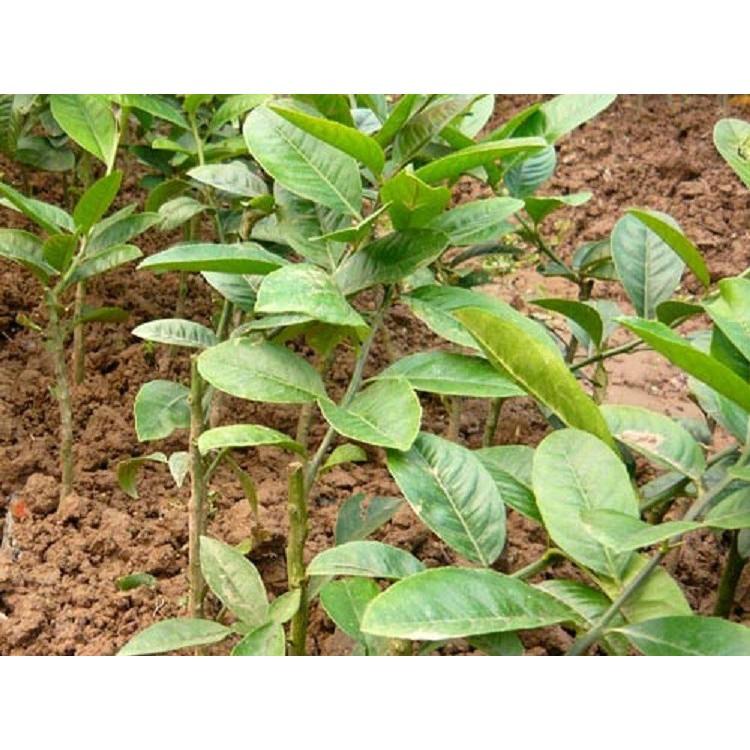 CÂY PHẬT THỦ - QỦA ĐẸP - Ý NGHĨA - CÂY GIỐNG GIÁ TRỊ KINH TẾ CAO