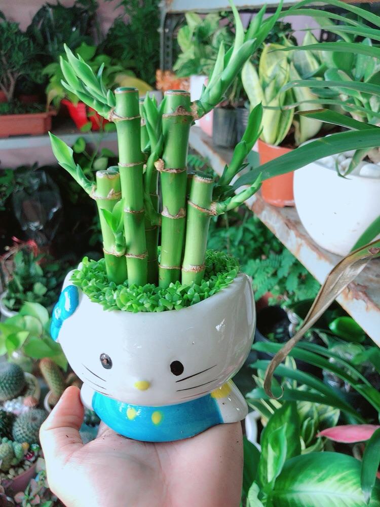 Chậu Trúc Phát Tài