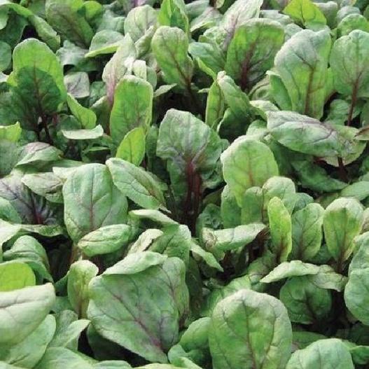 Combo 3 gói hạt giống rau cải bó xôi - rau chân vịt dể trồng f1-gói 20 gram-tặng kèm gói phân bón lót