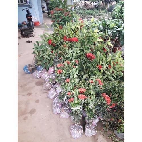 Hoa mẫu đơn đỏ hồng mỹ -bầu cây lớn đang hoa - BCGDHMDHM