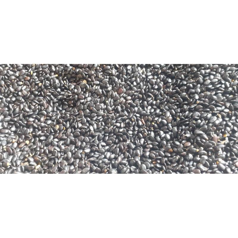 Hạt giống keo tai tượng Úc trồng rừng, cải tạo đất - túi 500 gram