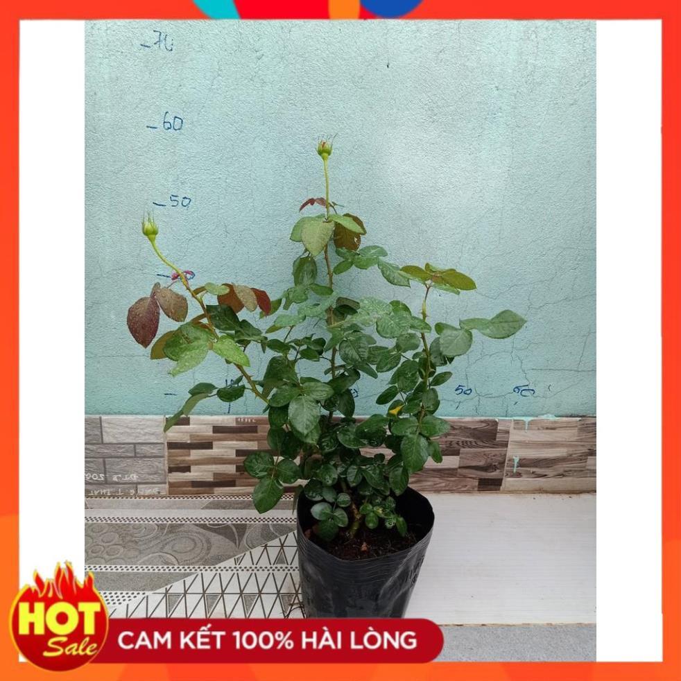 Hoa hồng ngoại Rouge Royal – Bông hồng mang nét đẹp của sự bền bỉ