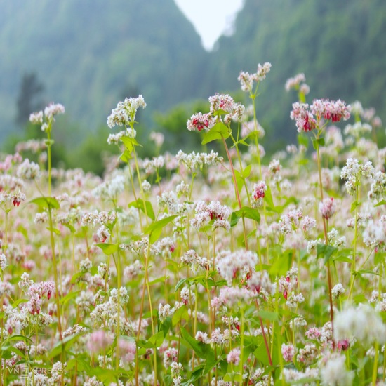 Mùa hoa tam giác mạch: Hà Giang - Lũng Cú - Đồng Văn - Mã Pì Lèng