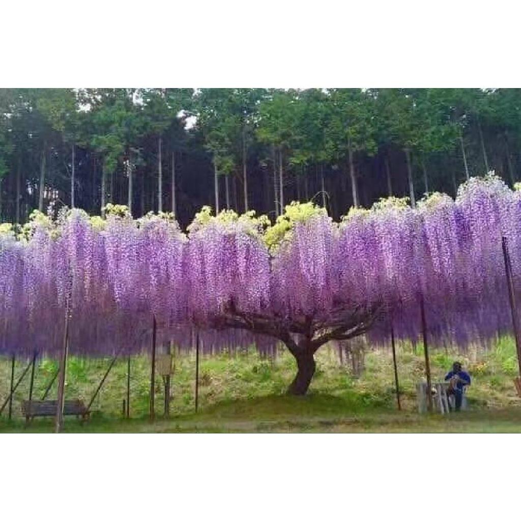 Hạt giống hoa tử đằng hoa màu tím KNS3480- Gói 5 hạt