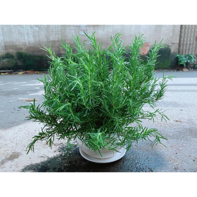 Chậu Hương Thảo Size Đại