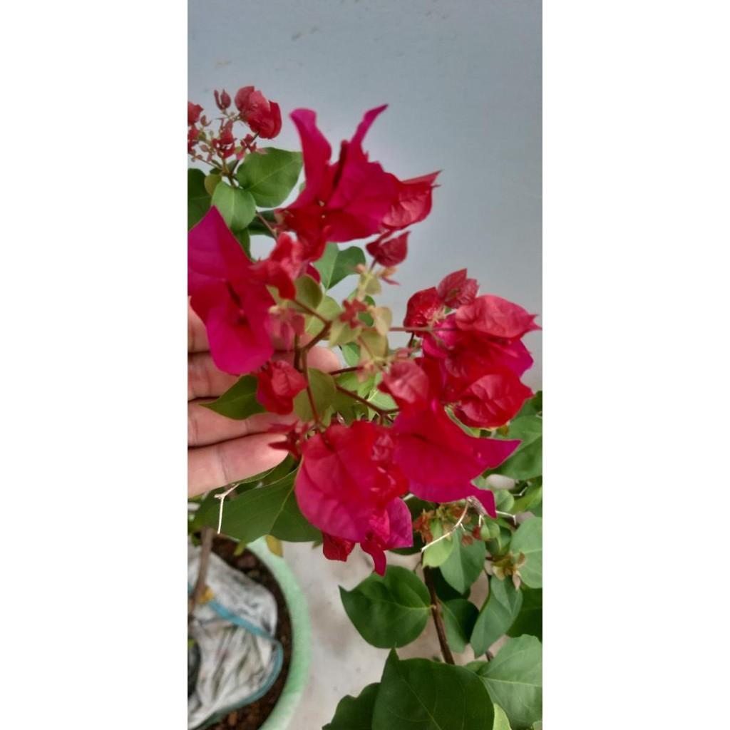 Cây hoa giấy màu đỏ