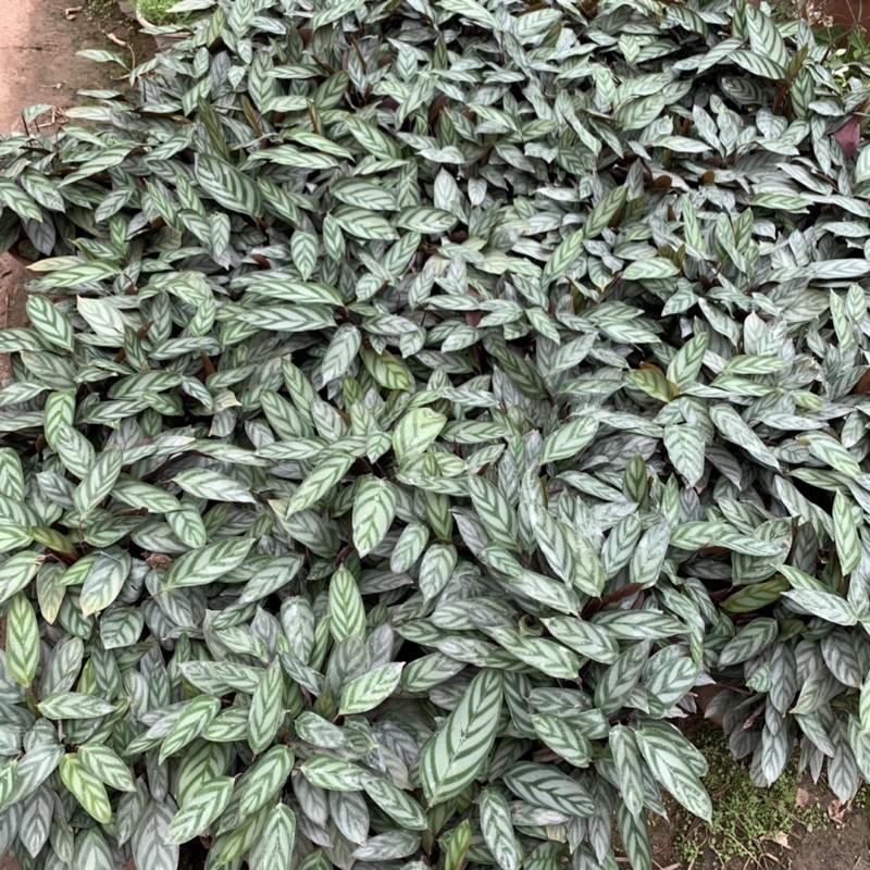 Cây đuôi công xanh lá dẹt cao 25cm, chậu cực xum xuê lá tươi tốt, sức sống bền bỉ, cây phong thuỷ trồng nội thất, để bàn