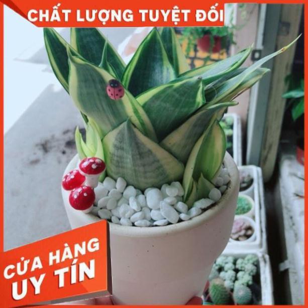 Chậu lưỡi hổ thái vàng hay lưỡi mèo