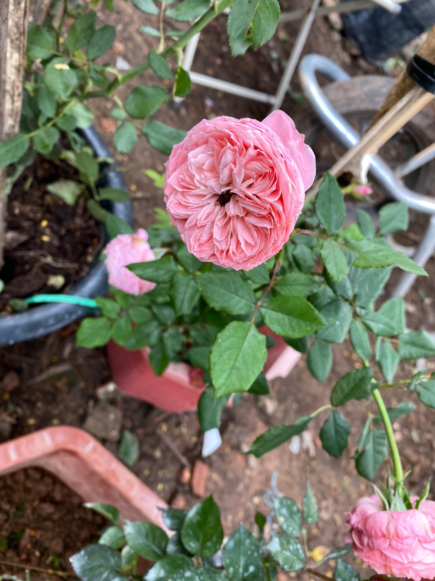 Chậu Cây Hoa Hồng Leo