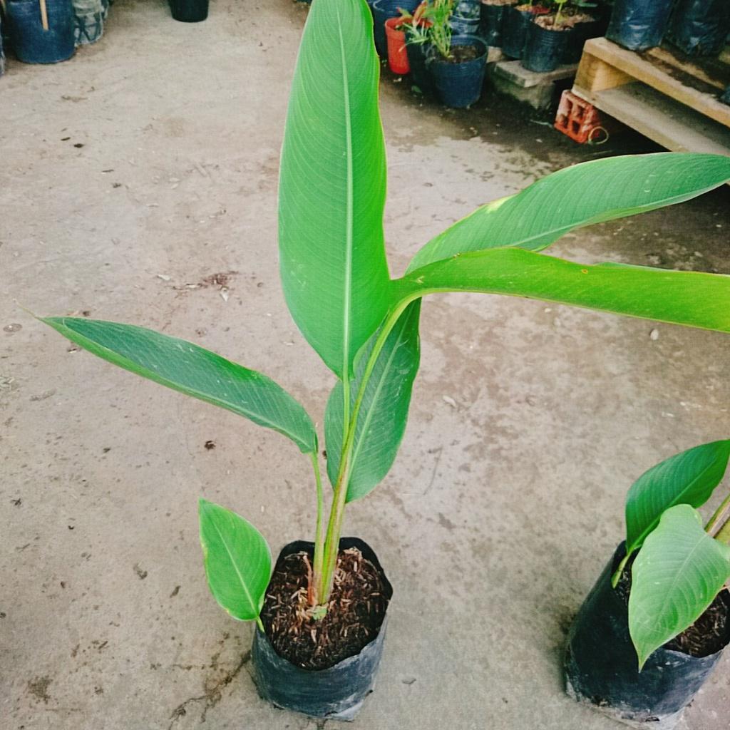 Cây chuối thiên điểu - cây chuối mỏ két cao 50-60 cm + tặng phân bón cho cây mau lớn