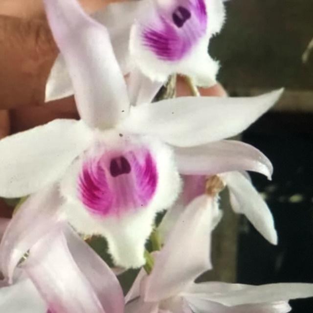 Giá Gốc Phi điệp 5 cánh trắng họng tím mắt xước