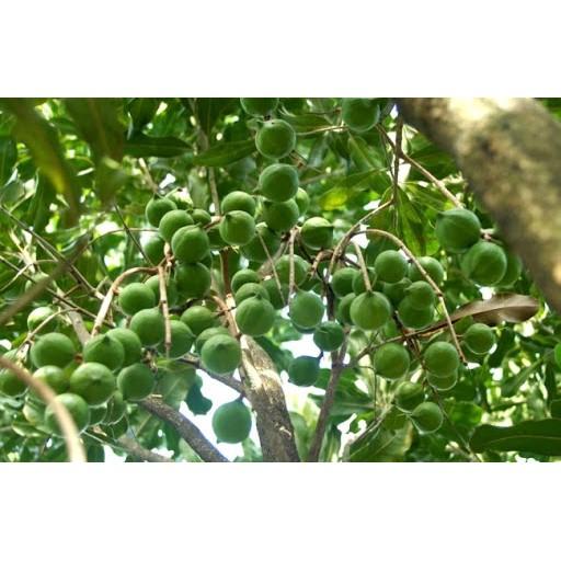 Cây giống Mắc Ca ghép.