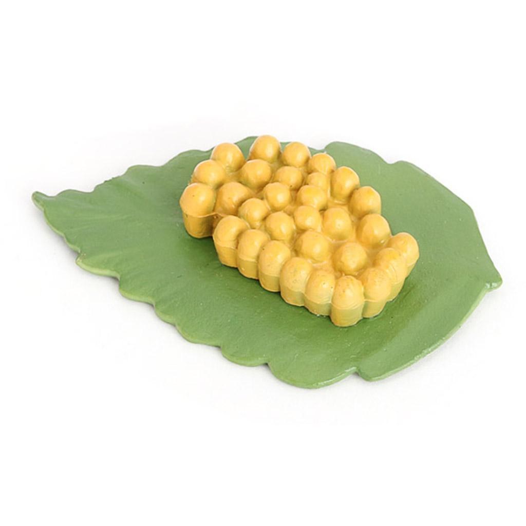 Life Cycle of A - Includes Egg, Larva, Pupa, And Educational