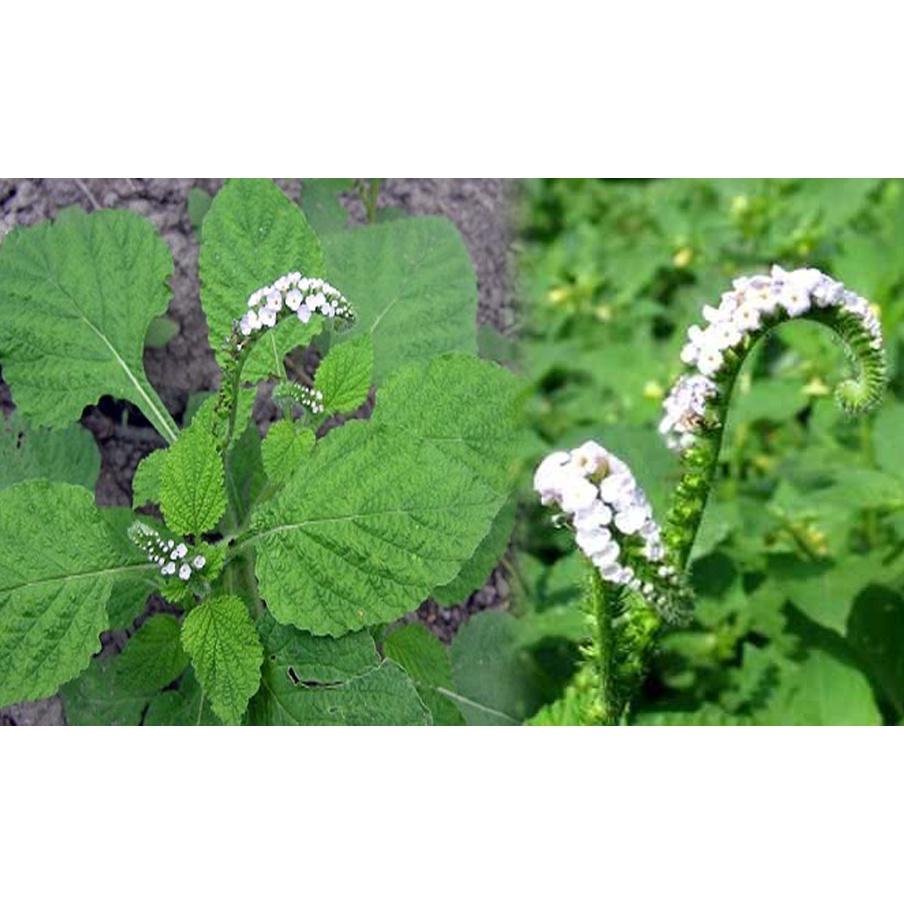 Cây vòi voi - bầu 1 cây lớn