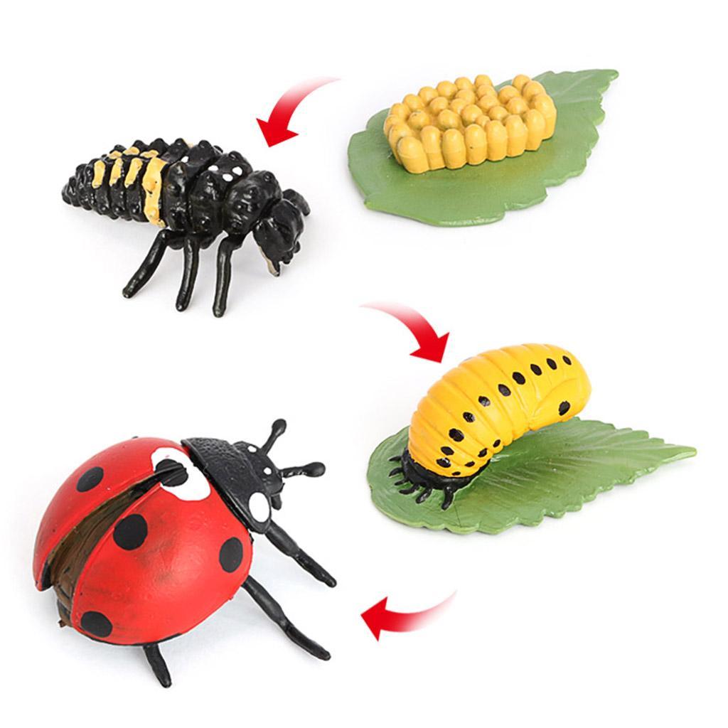 Life Cycle of A - Includes Egg, Larva, Pupa, And Educational