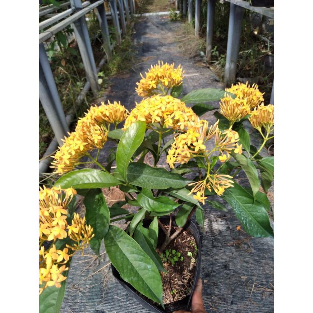 Cây mẫu đơn mỹ vàng cam