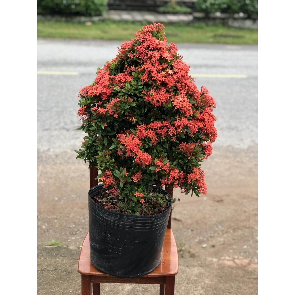 Chậu trang Thái hoa màu đỏ chỉ giao tại TP.HCM