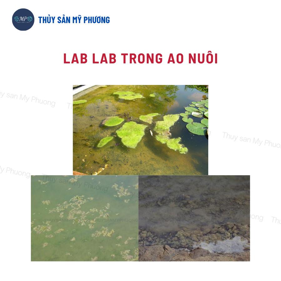 Men vi sinh nhập khẩu tẩy nhớt ao bạt cắt tảo diệt rong khí độc nấm Bzt Clear+ bể giống tôm thẻ cá lươn ếch ốc ba ba