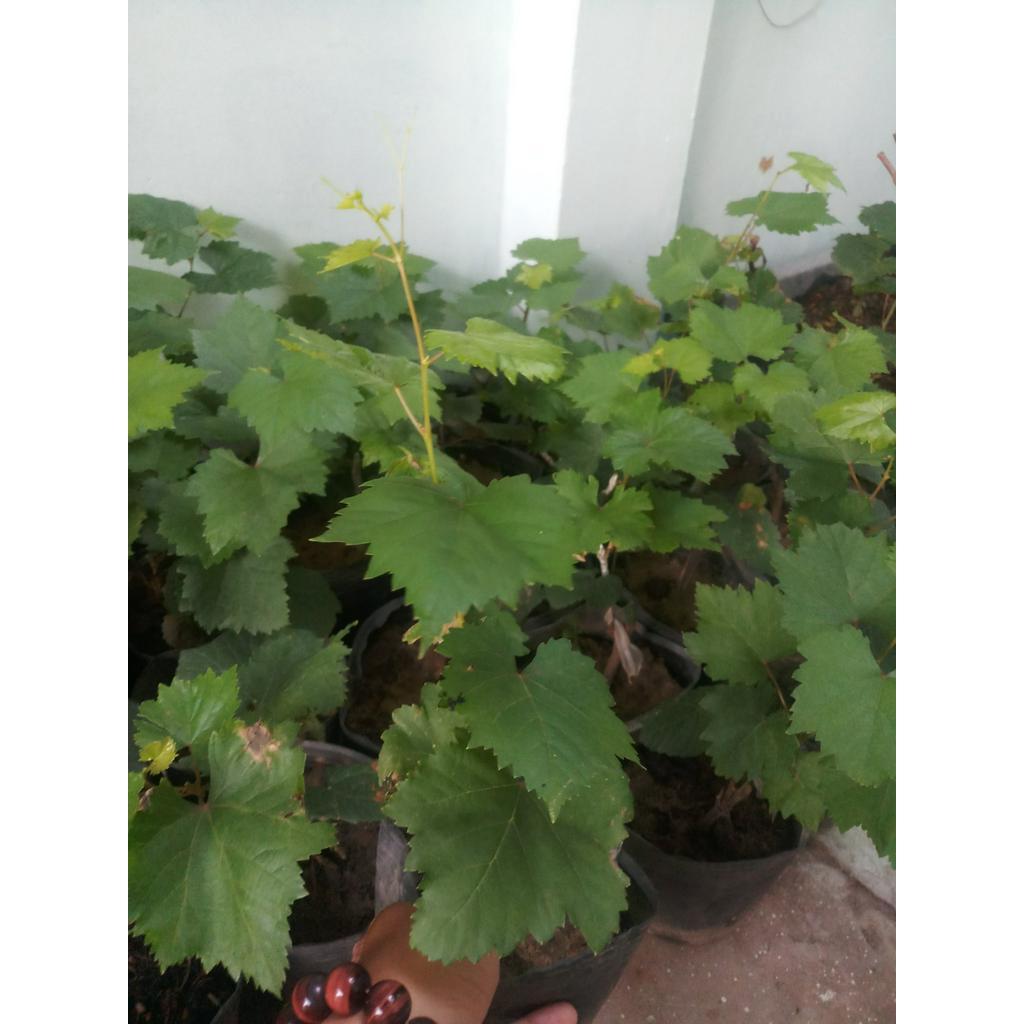 NHO MẪU ĐƠN-CÂY GIỐNG