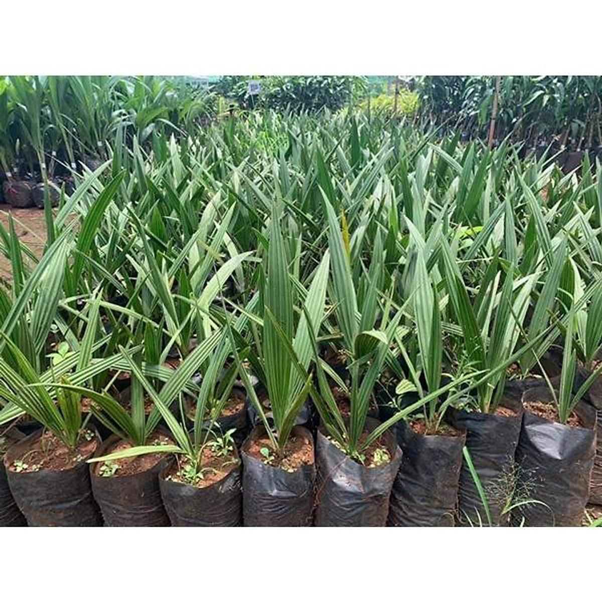 Cây giống Chà Là Khasab