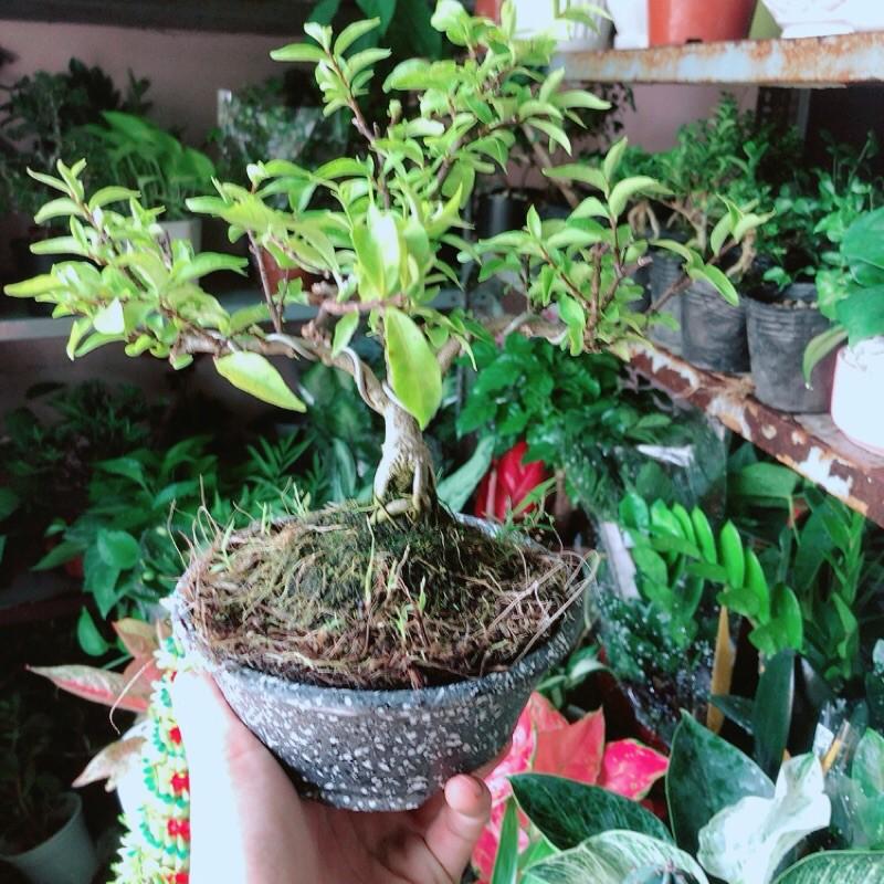 Chậu Cây Mai Chiếu Thuỷ Bonsai