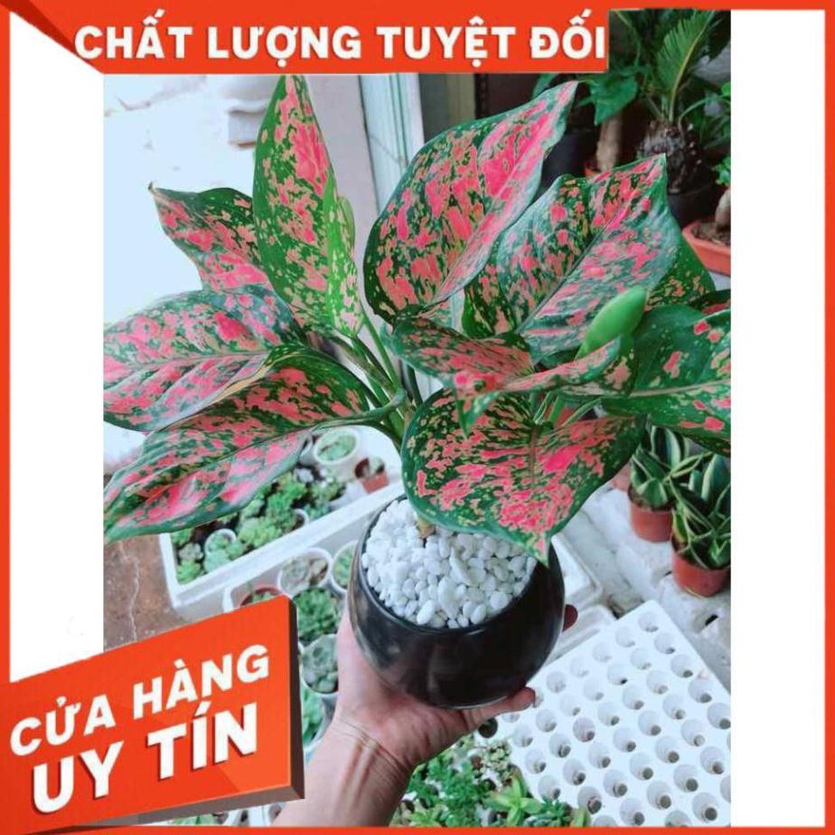 Chậu vạn lộc Nhiều Người Mua