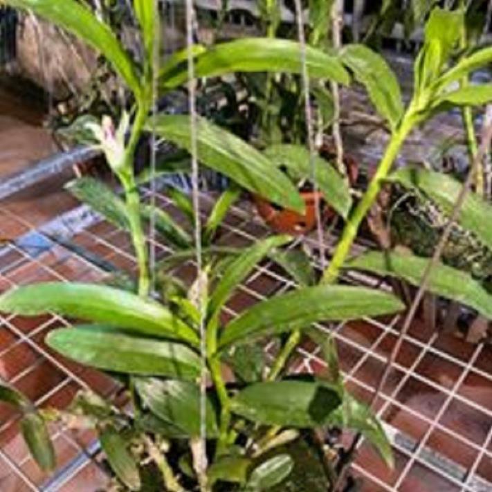 Hoa lan phi điệp -ám lào