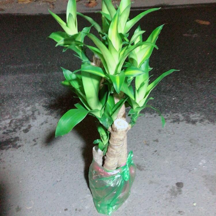 Cây Phát Tài 5 Thân