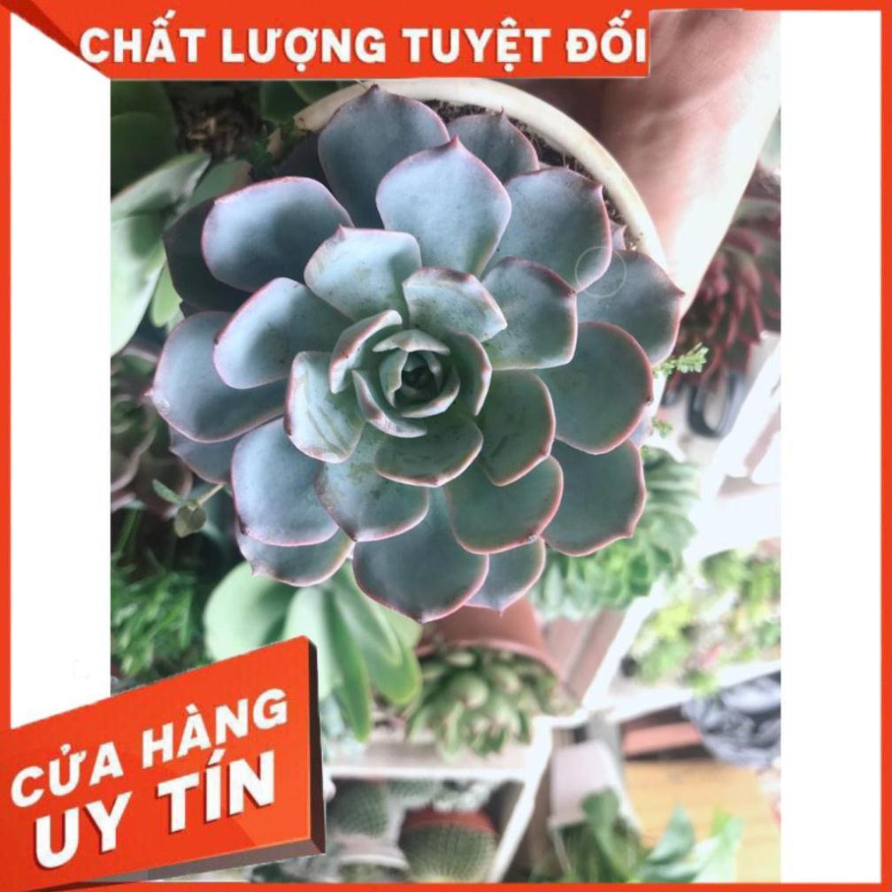 Combo 10 cây sen trung Nhiều Người Mua