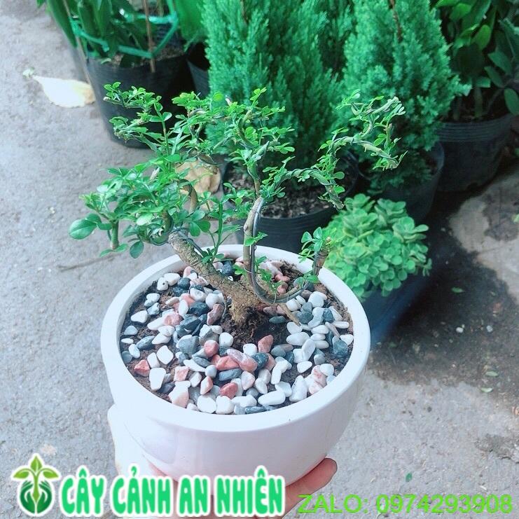 Chậu Cây Cần Thăng