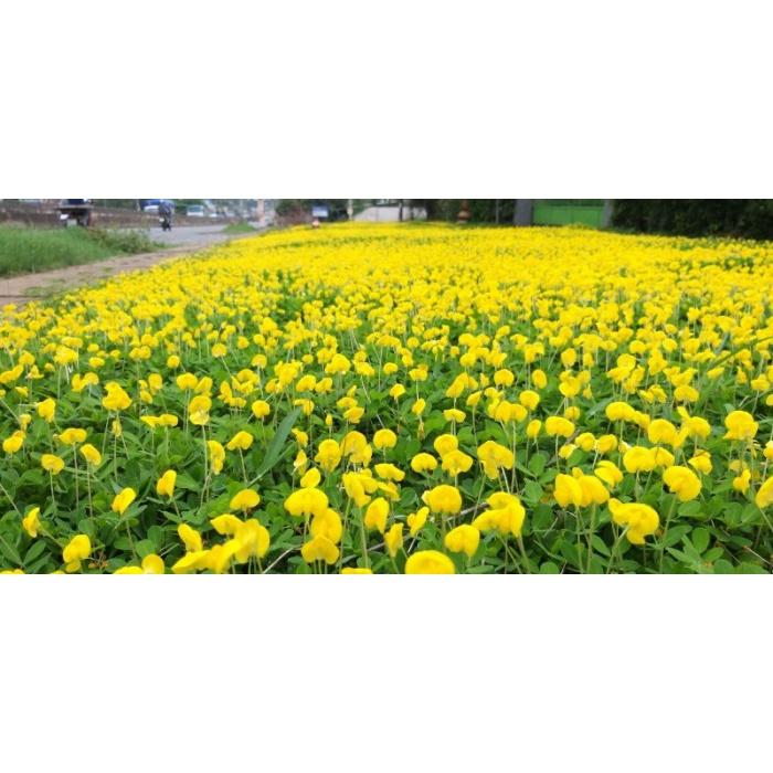 Gói 100 hạt Hạt giống cỏ lạc dại - Hạt giống cỏ đậu phộng - Cỏ trồng công trình, sân vưởn