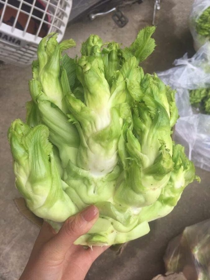 Hạt Giống Rau Cải Mầm Đá Chất Lượng Cao