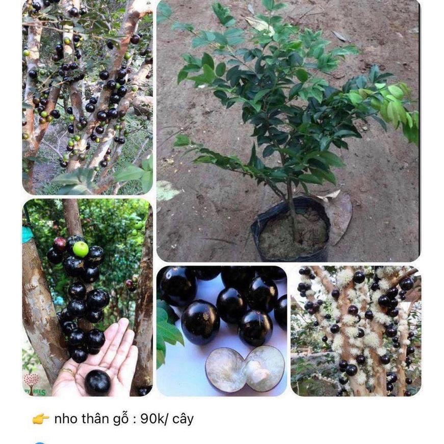 CÂY GIỐNG NHO THÂN Gỗ .
