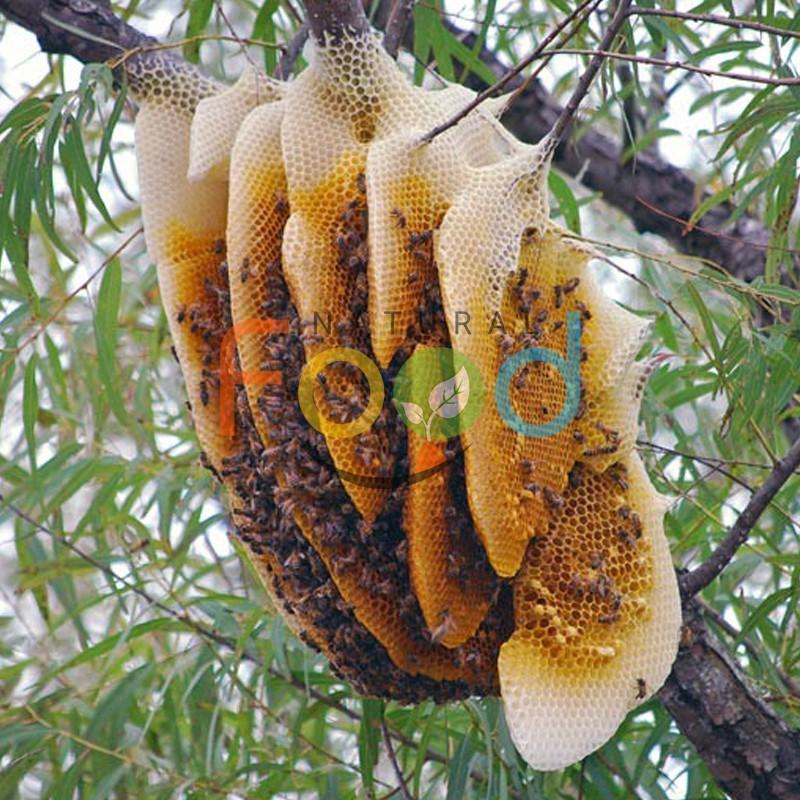 MẬT ONG RỪNG NGUYÊN CHẤT .